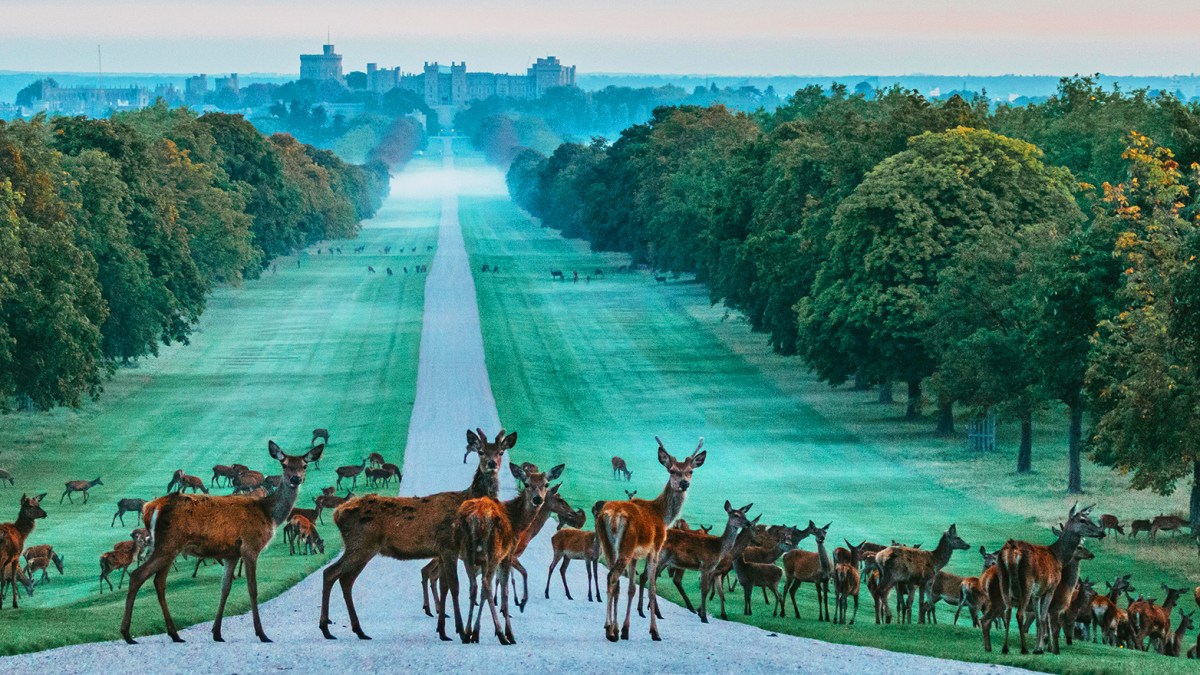 10 Things To Do In Windsor