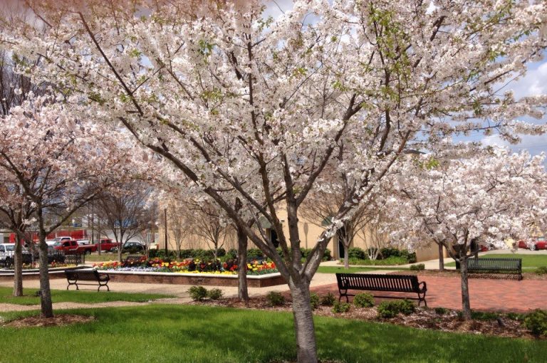 10 Things To Do In Gaffney