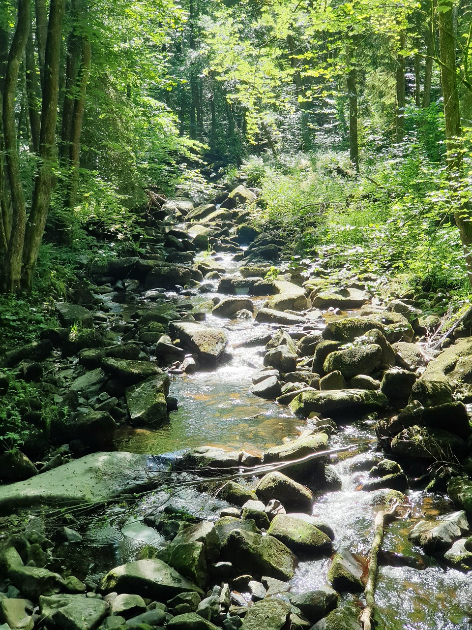 10 Things To Do In River Forest