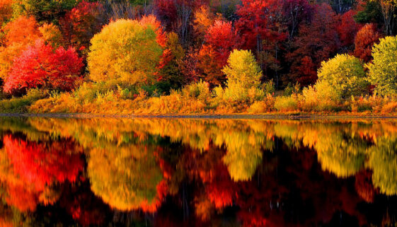 5 Leaf Peeping Hacks (New England Traffic)